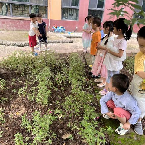 锦江华府大地幼儿园casa 4班夏日“食”刻