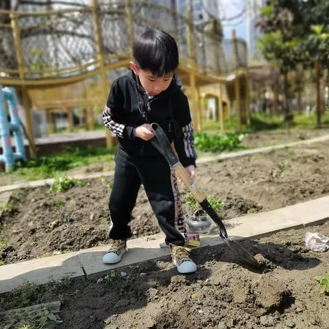 《乐种菜，种菜乐》——翡翠班