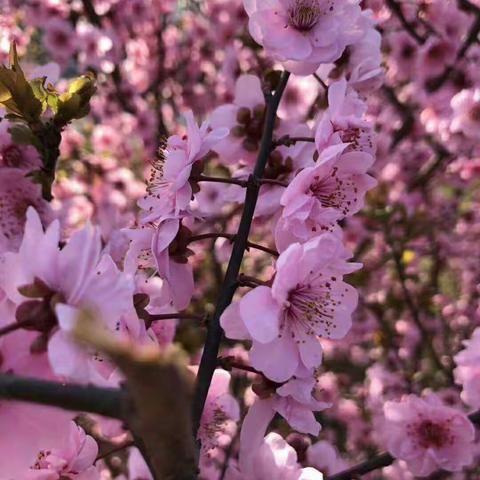 人间四月芳菲醉，二中教研朵朵开