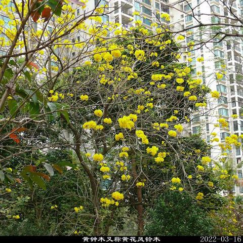 小区里黄钟木（黄花风铃木）花开艳丽