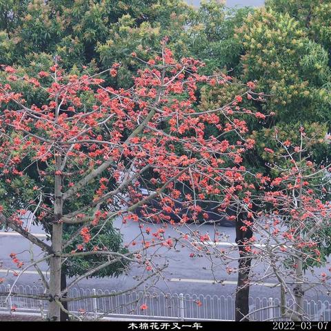 2022.3木棉花开又一年