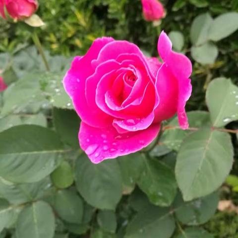 劳动节快乐，雨后赏花