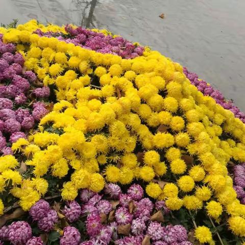 菊花爆满植物园