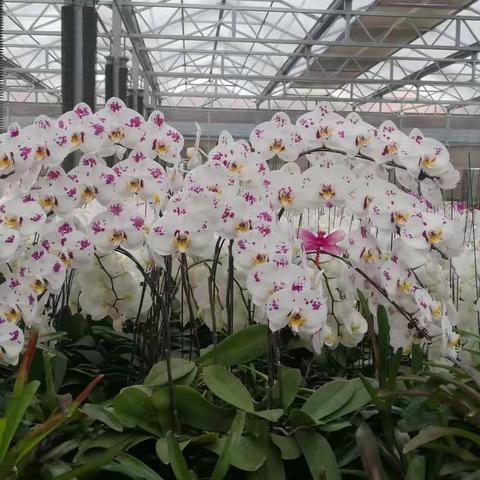 菜博会一日游 花样年华