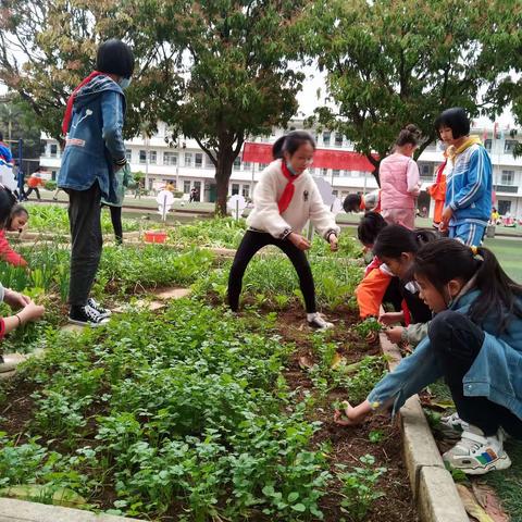 我劳动 我光荣——小江小学劳动技能赛拉开序幕