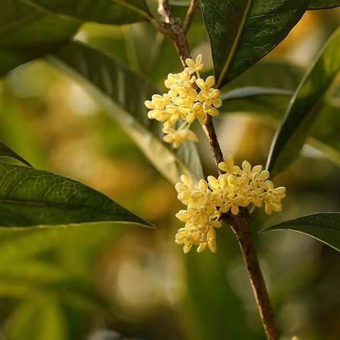 大四班湘情四季课程：美丽的桂花