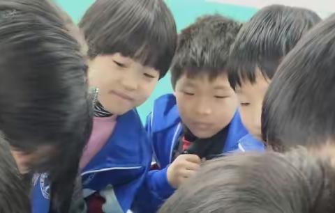 【马兰头小学】三年级实验观察豆子和石子的变化