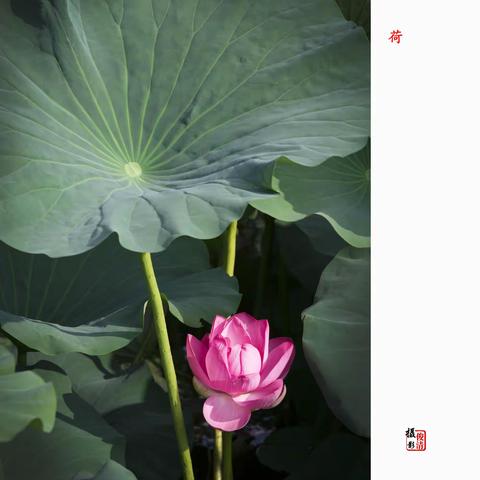 闲品时光，欣赏自己！