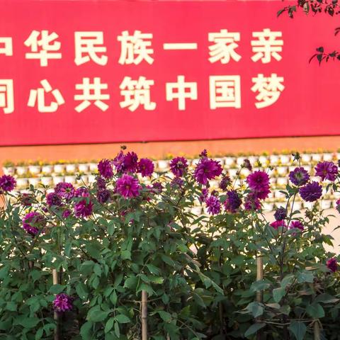 秋渐浓，花争艳——霍市一小校园秋景