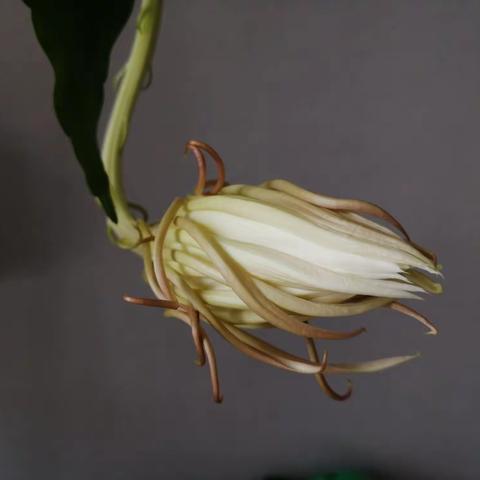 昙花