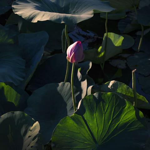 荷花语