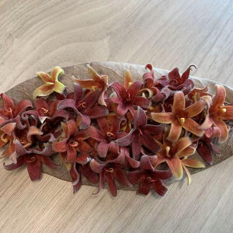 持续两年的植物悬案终得破解