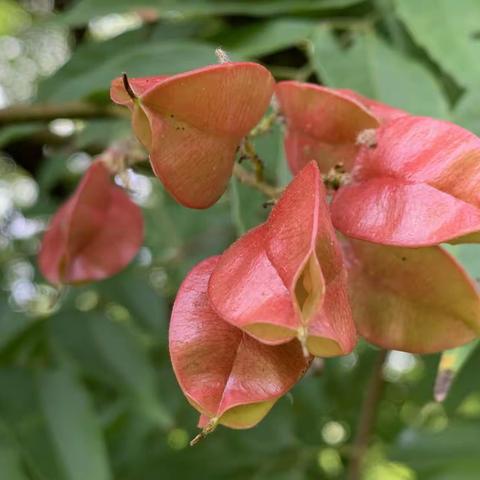 张灯结彩迎国庆