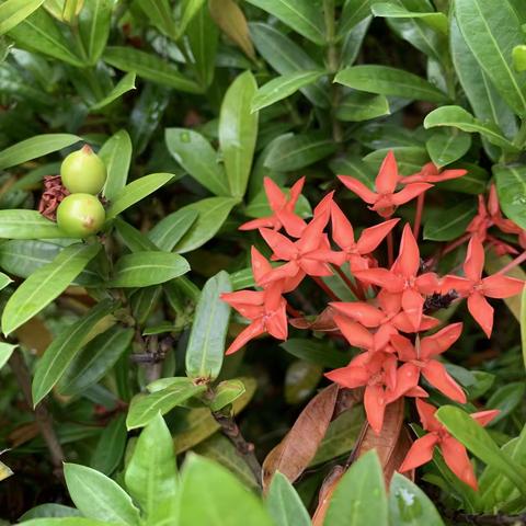 龙船花的果，不曾想过，今天偶遇了