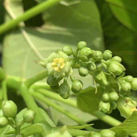 玩转深圳湾 偶遇麻风树
