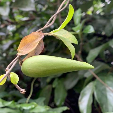 花果争艳莲花山