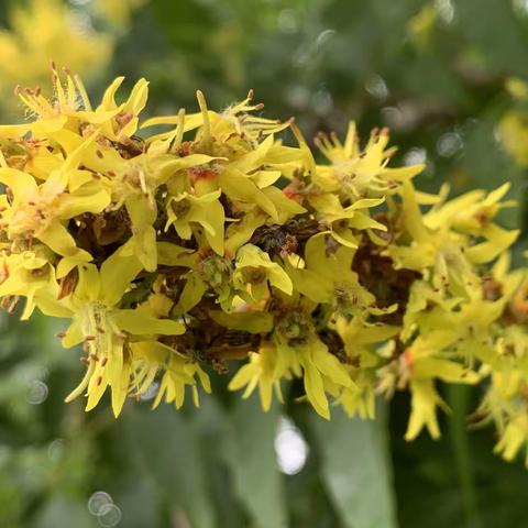 收获的季节也有花赏
