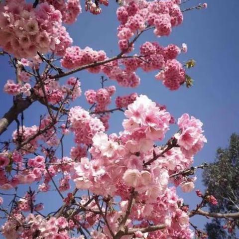 春风得意花盛开，复习研讨促成长—尚向阳“名师+”研修共同体高考复习研讨活动纪实