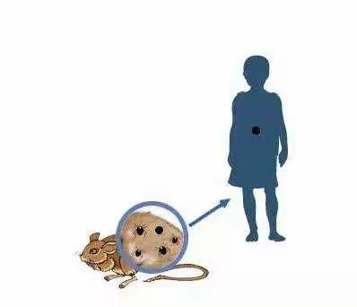 周至县第六中学关于“流行性出血热防控知识”温馨提示