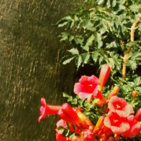 鲜花小镇