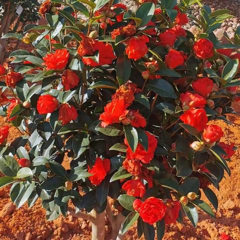 正在建设中的楚雄青龙河东岸休闲园