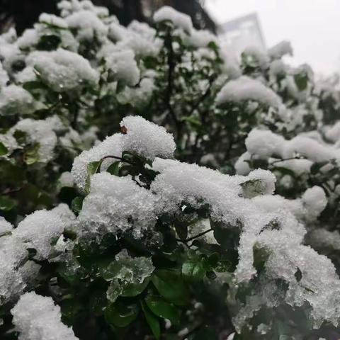 【诗歌】葵卯年初降冬雪有记