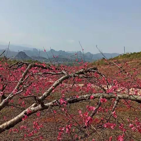 在那桃花盛开的地方！