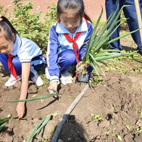 【劳动最美】劳动，创造美好；劳动，点亮人生——二实验小学二年六班劳动实践活动纪实