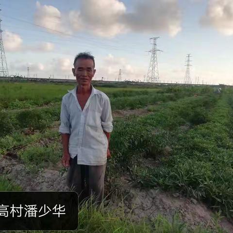 保港组2020年下半年常年蔬菜