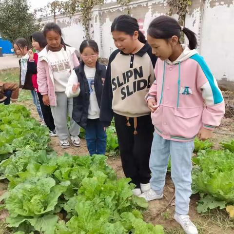 志才小学四二班走进生活，体验田园生活