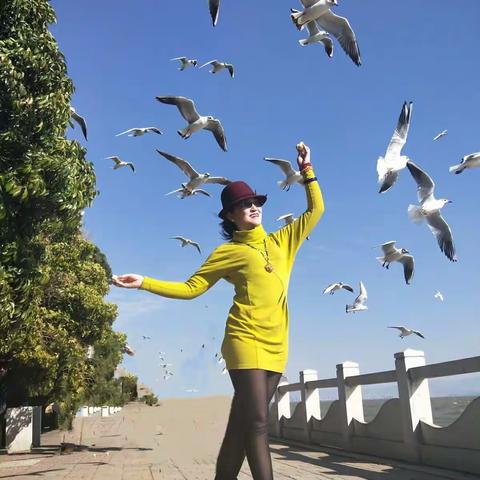 闻鸥起舞，蓝天伴海鸥