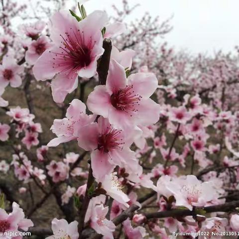 凤凰山一日游