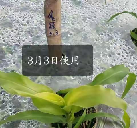红河绿创大素聚套餐肥一一甜脆玉米
