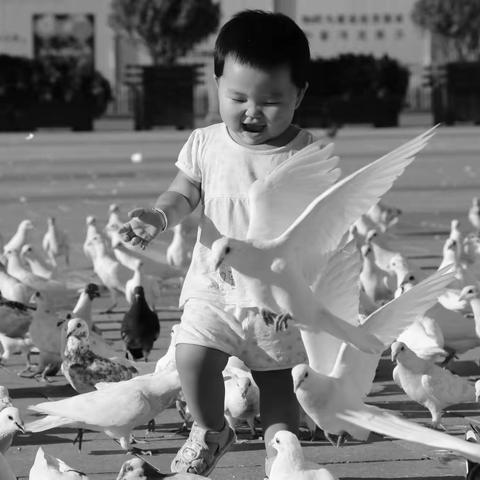 鸽子儿童及其他