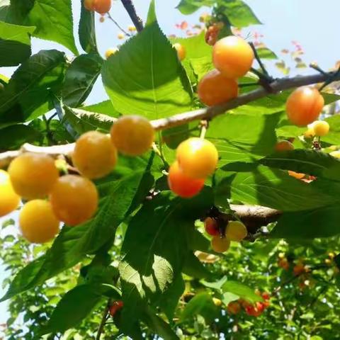 四月初正是樱桃成熟的季节