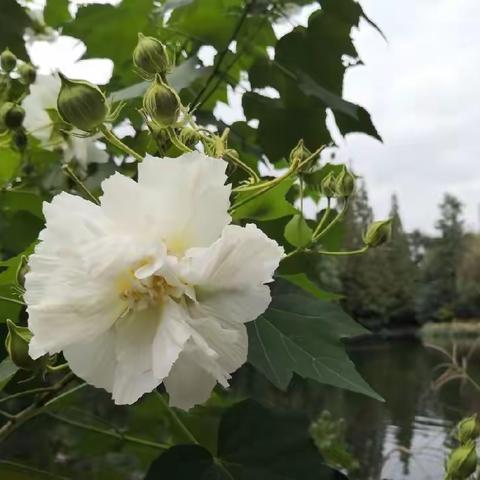 霜降，木芙蓉盛开