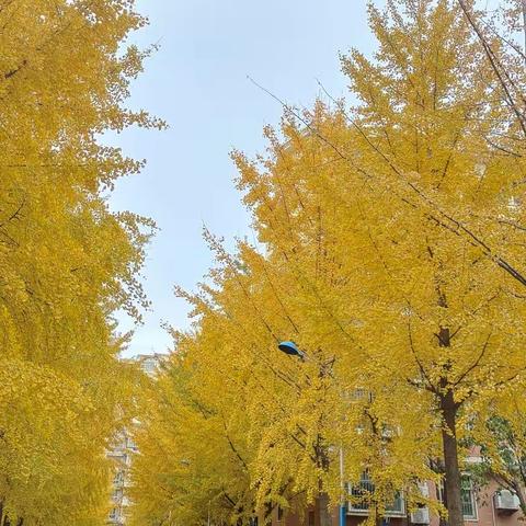 落叶知秋🍂