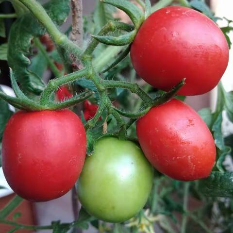 天然绿色小西红柿🍅