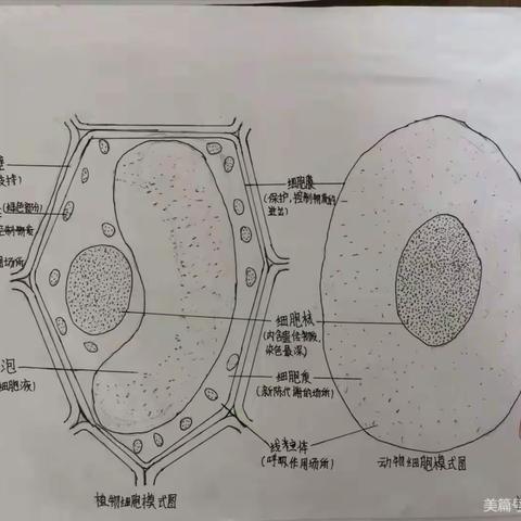 关于我市初中生物学科发展的思考