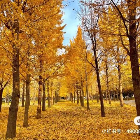 落叶🍂成画，与落叶🍂共舞————小哈尼宝贝眼里的美丽