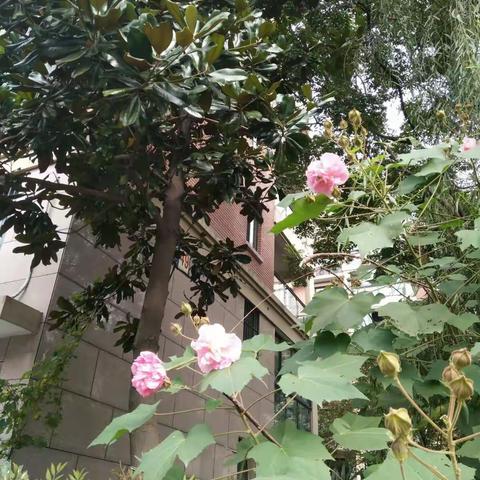 二宝成长系列（9个月）