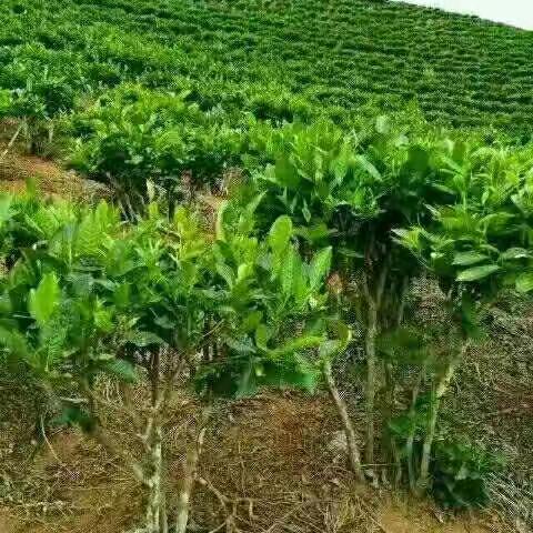 云南土特产:普洱茶，三七(田七)，铁皮石斛，天麻，马咔。