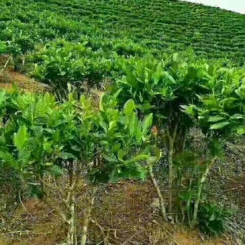 云南土特产店主营:普洱茶，竹筒(姑娘)茶，红茶，绿茶，三七，三七花，铁皮石斛，马咔，天麻13887647287