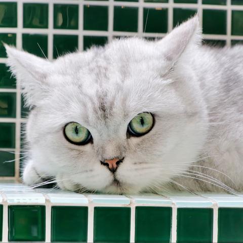 暖暖的午后、慵懒的猫咪