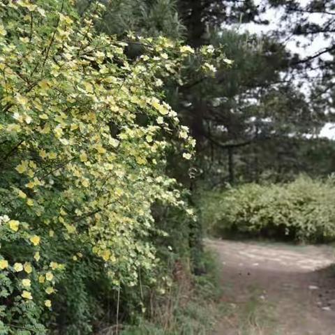 草峪岭拍花记