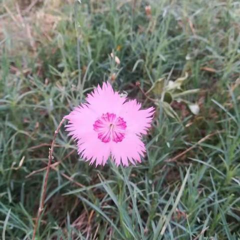 风景，花🌸