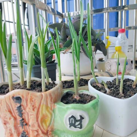 大蒜宝宝成长记