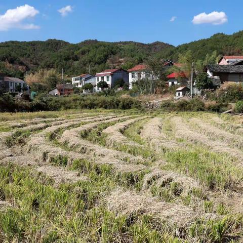 丰收年欢度国庆节