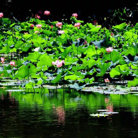 初夏的荷花