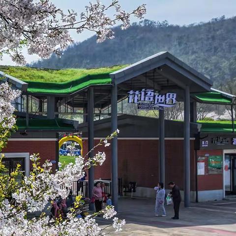 花语世界的樱花开了